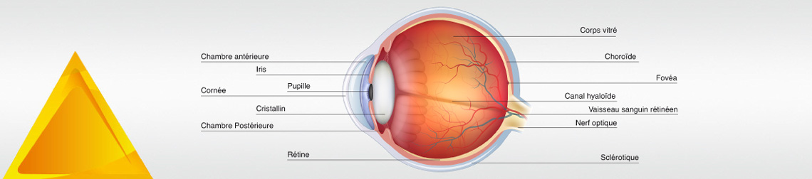 structure-oeil-humain